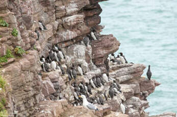 Guillemot de Troïl