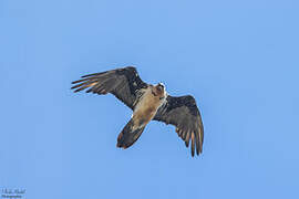 Bearded Vulture