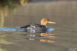 Red-breasted Merganser