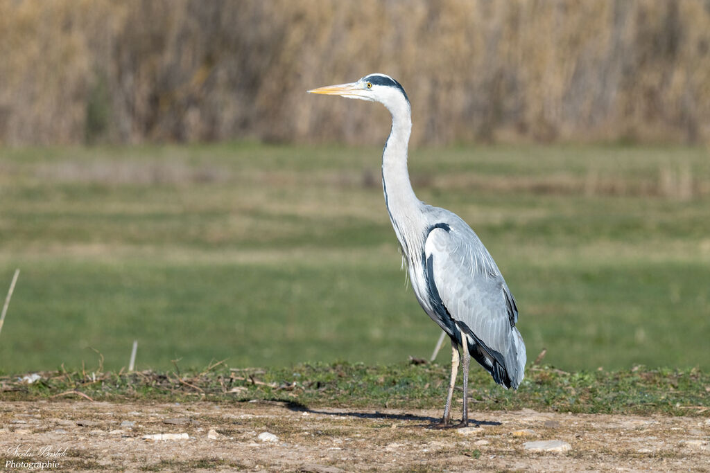 Grey Heron