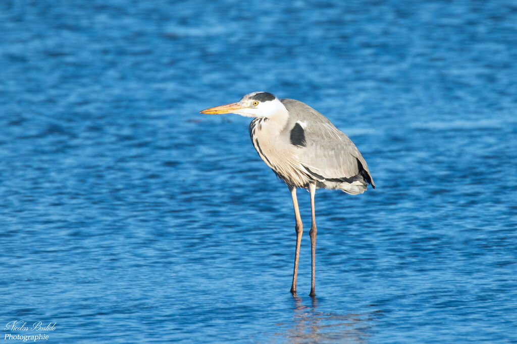 Grey Heron