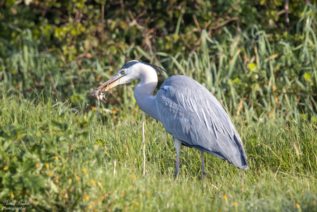 Grey Heron