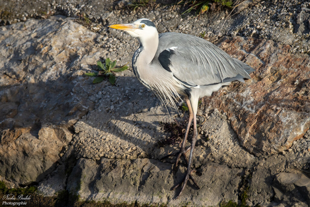 Grey Heron