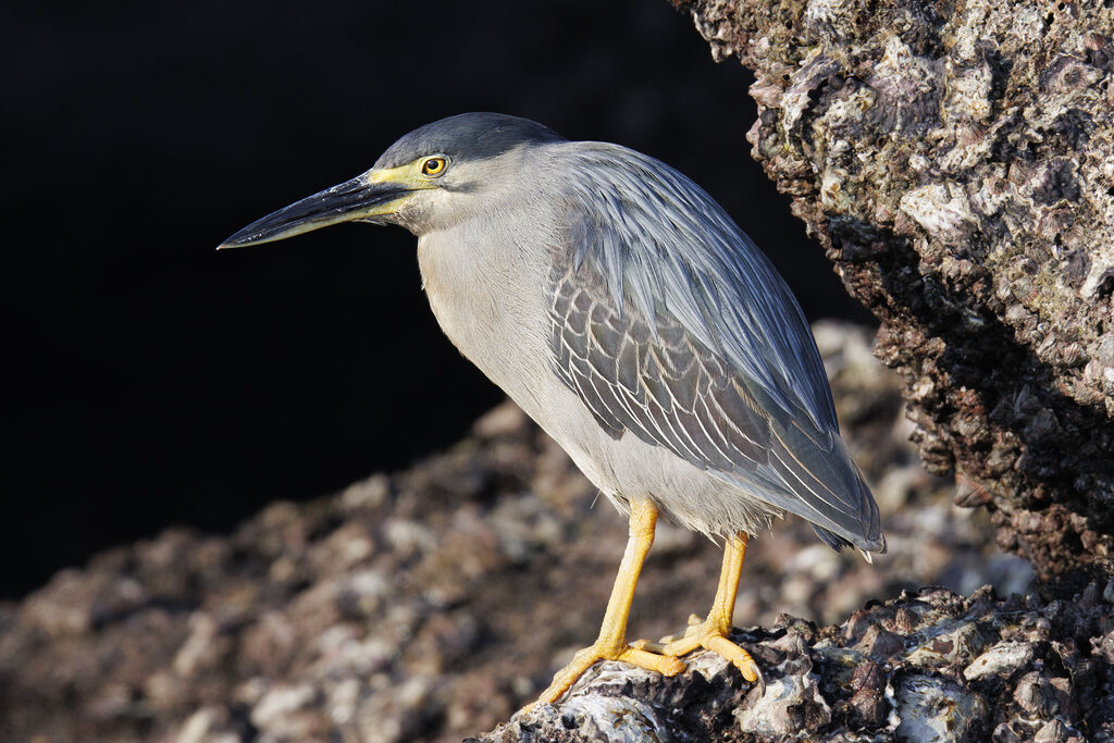 Striated Heron