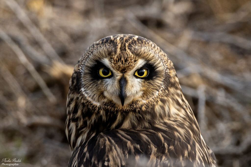 Hibou des marais