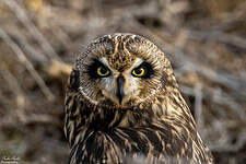 Hibou des marais