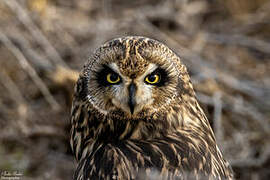 Hibou des marais