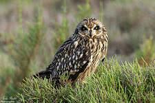 Hibou des marais