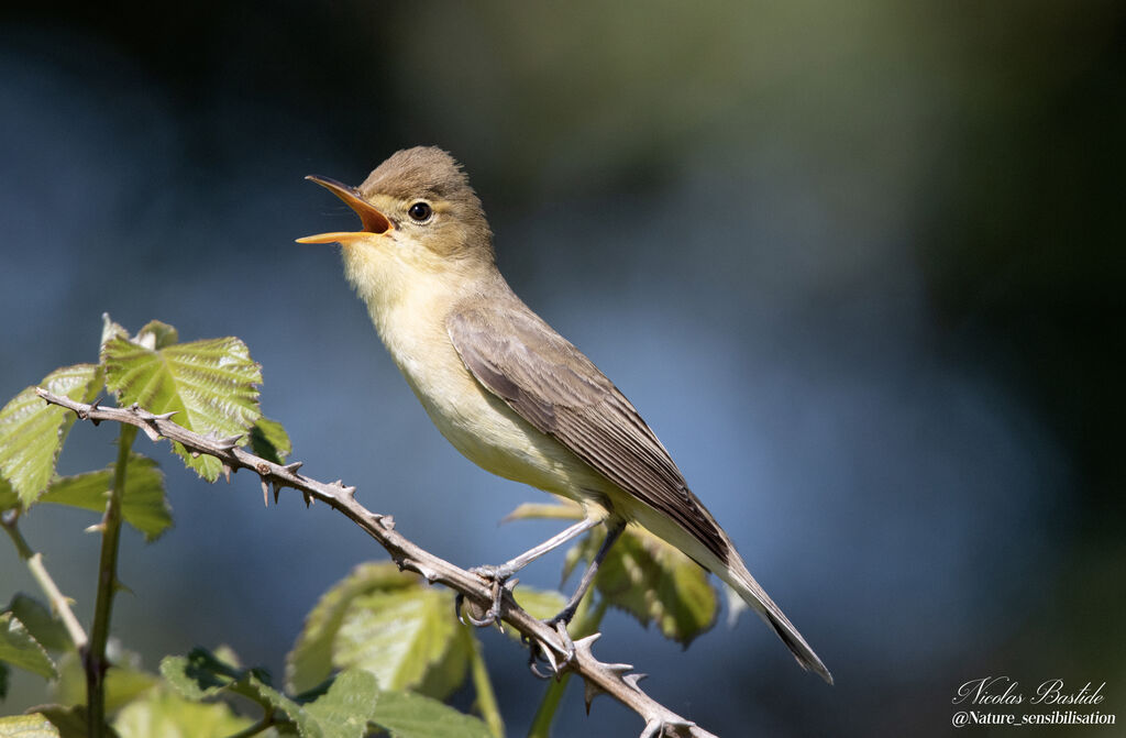 Melodious Warbler