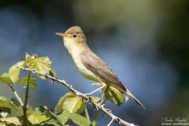 Melodious Warbler