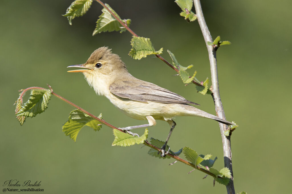 Melodious Warbler