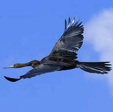 Anhinga d'Afrique