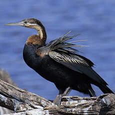 Anhinga d'Afrique