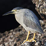 Héron des mangroves