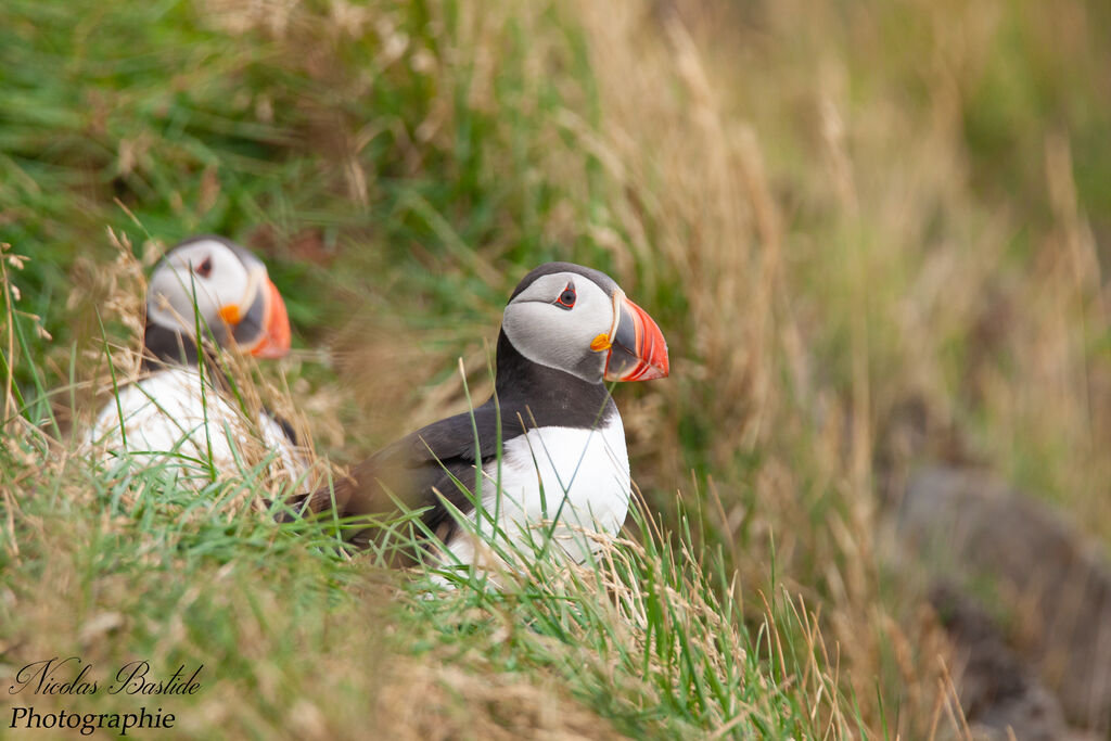 Atlantic Puffinadult