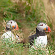 Atlantic Puffin