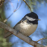 Coal Tit