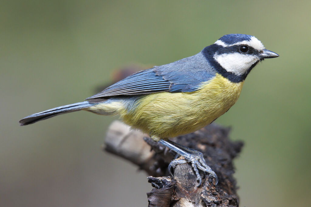 African Blue Tit