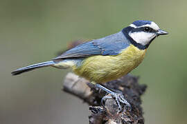 African Blue Tit