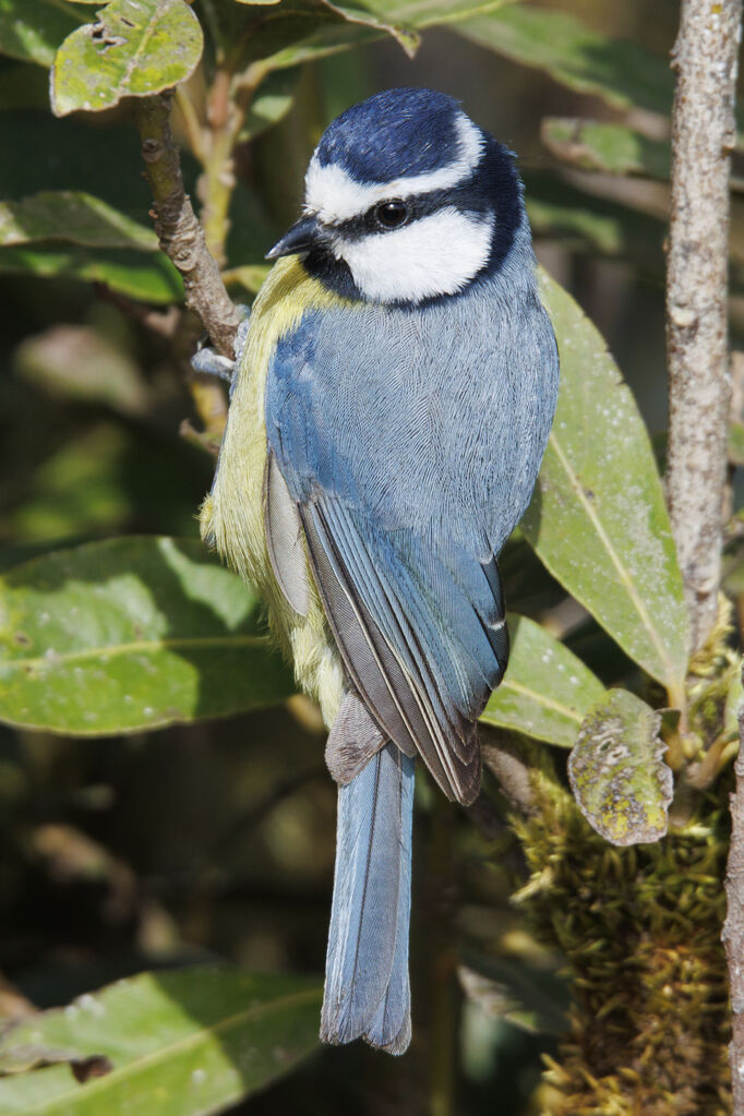 African Blue Tit