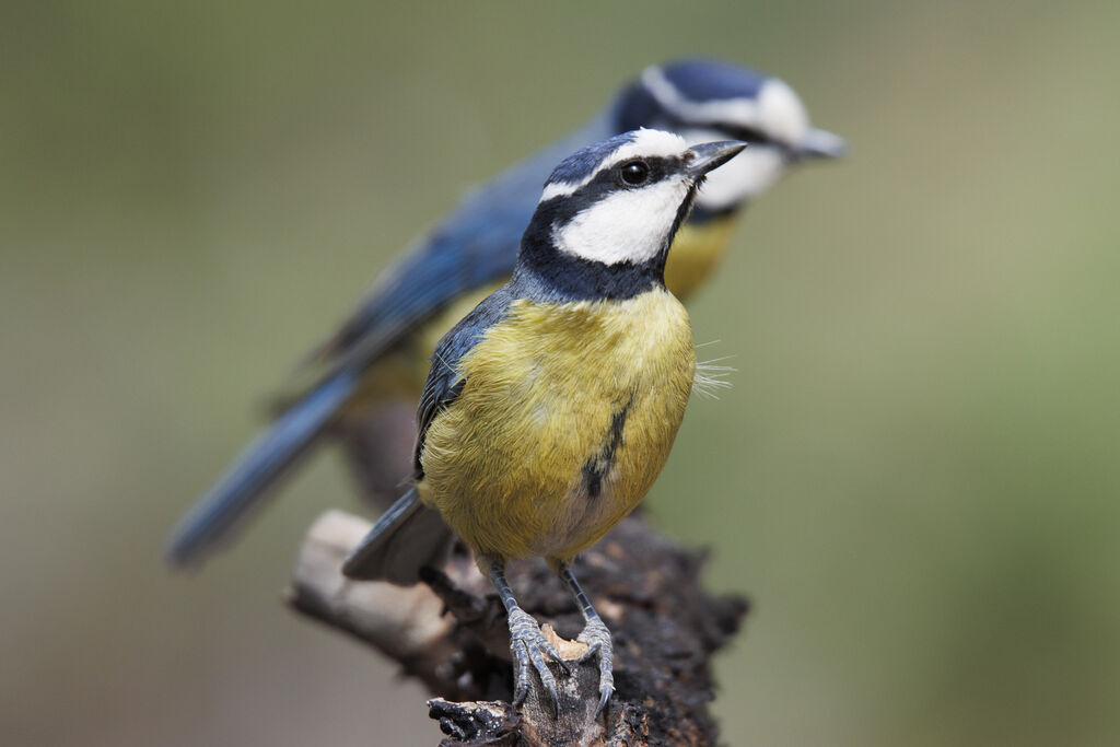 African Blue Tit