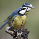 Mésange nord-africaine