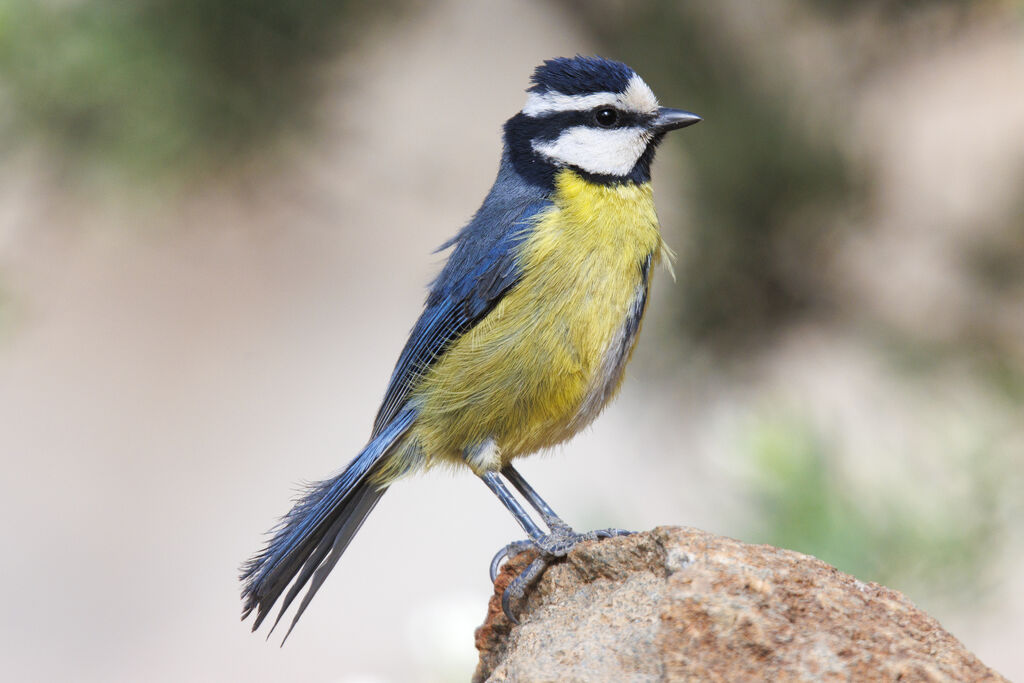 Mésange nord-africaine