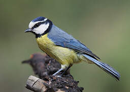 African Blue Tit