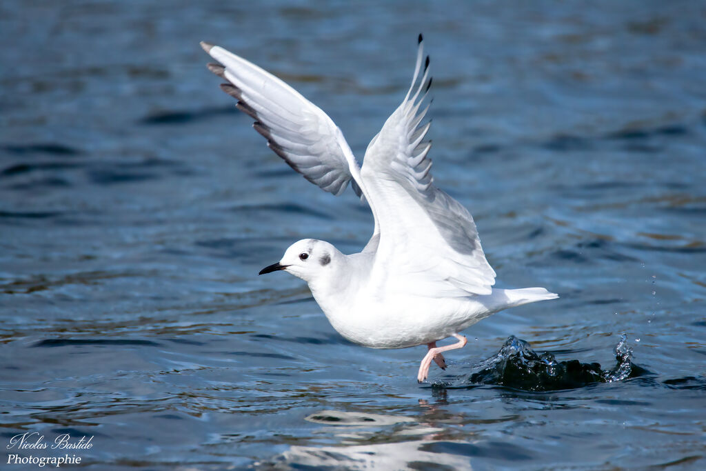 Mouette de Bonaparteadulte, Vol