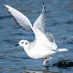 Mouette de Bonaparte