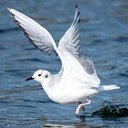 Bonaparte's Gull