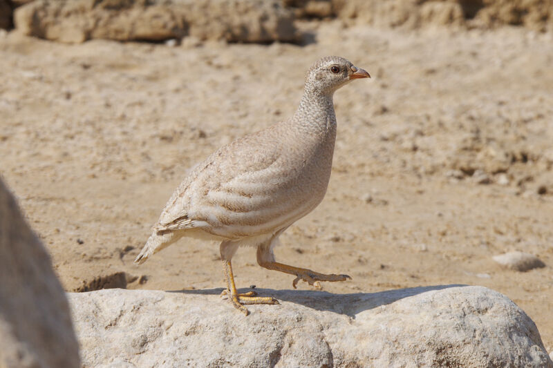 Sand Partridge