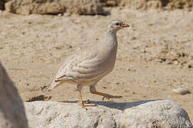 Sand Partridge