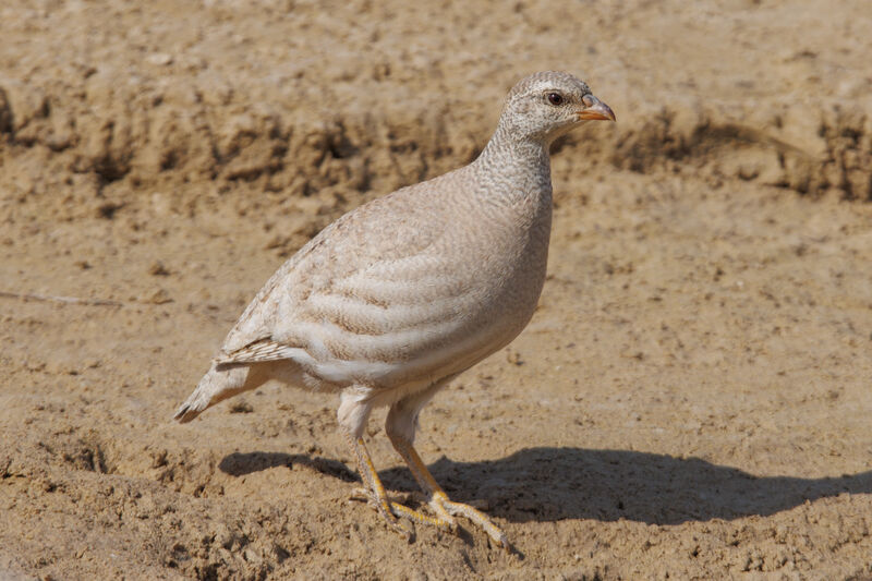 Sand Partridge