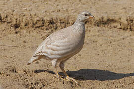 Sand Partridge