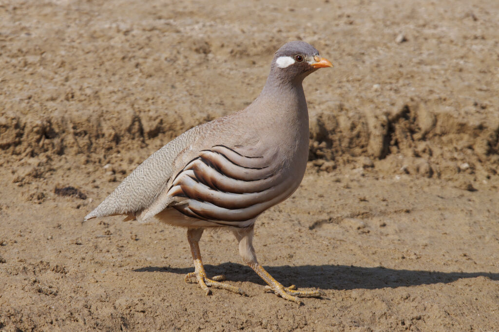 Sand Partridge