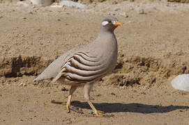 Sand Partridge