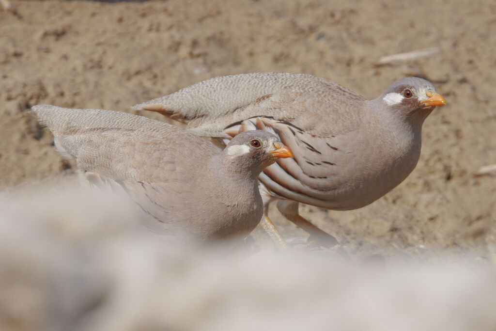 Sand Partridge