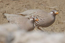 Sand Partridge