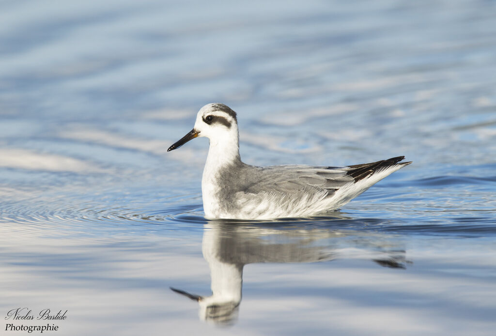 Phalarope à bec largeadulte internuptial, identification, composition, nage