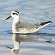 Phalarope à bec large