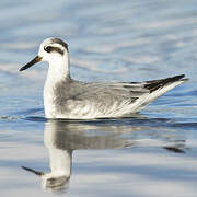 Red Phalarope