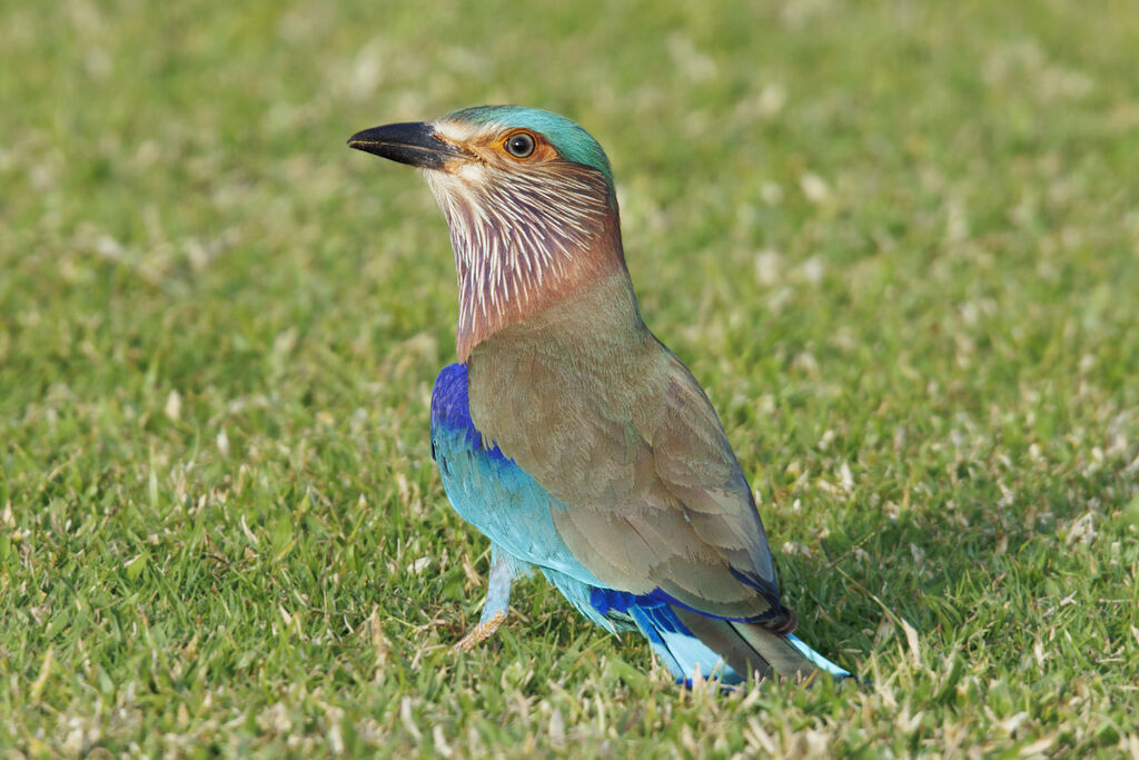 Indian Roller