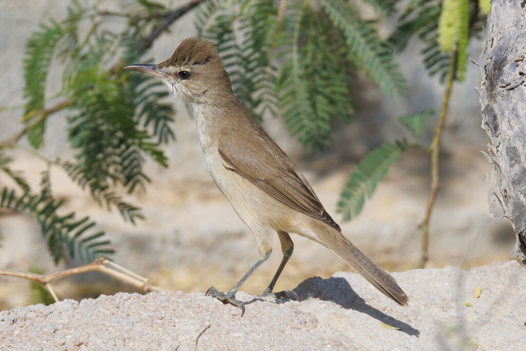 Clamorous Reed Warbleradult breeding, identification, aspect, walking