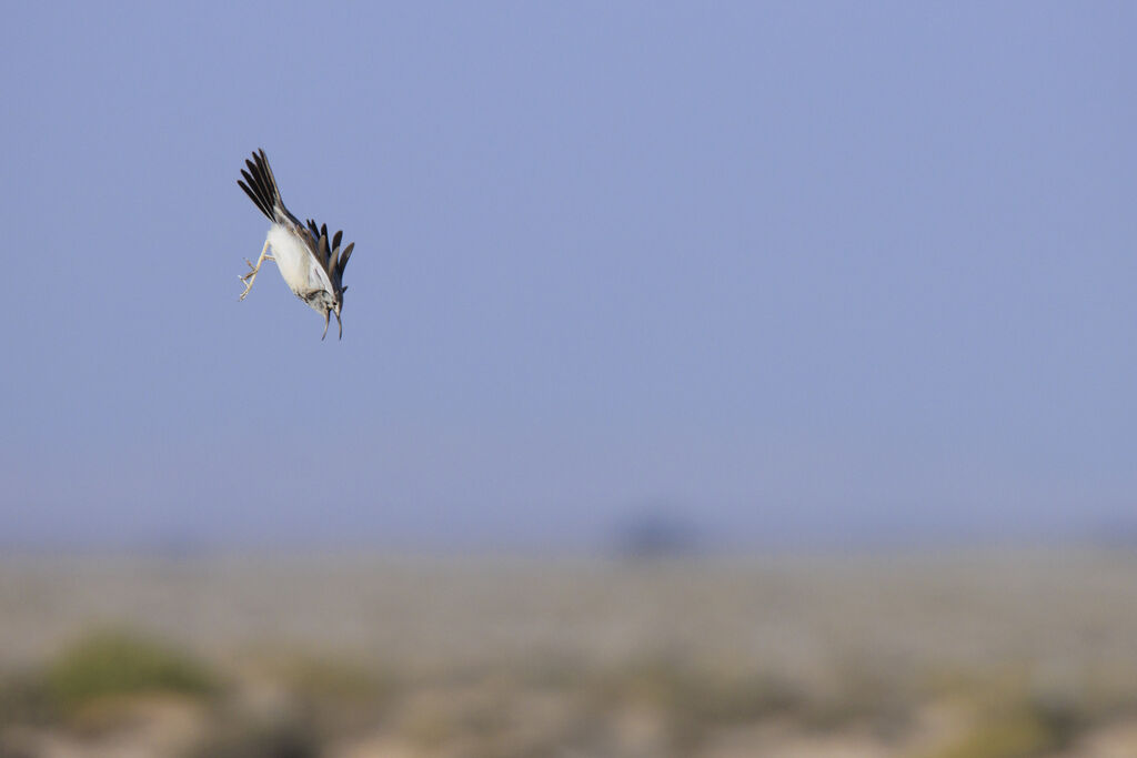 Greater Hoopoe-Lark