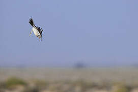 Greater Hoopoe-Lark