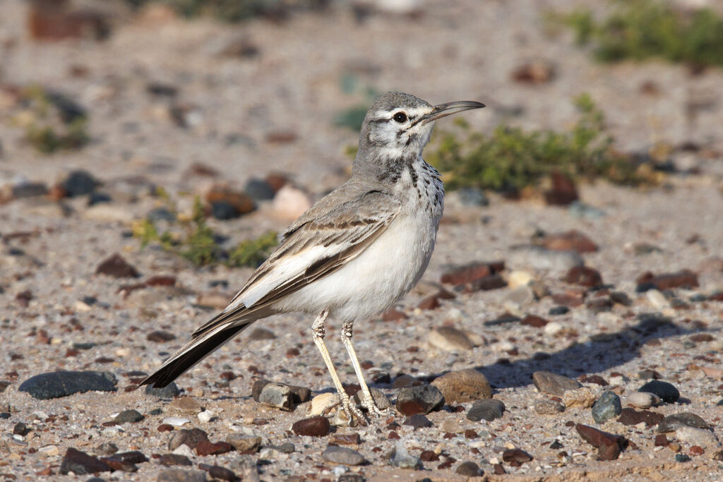 Greater Hoopoe-Lark