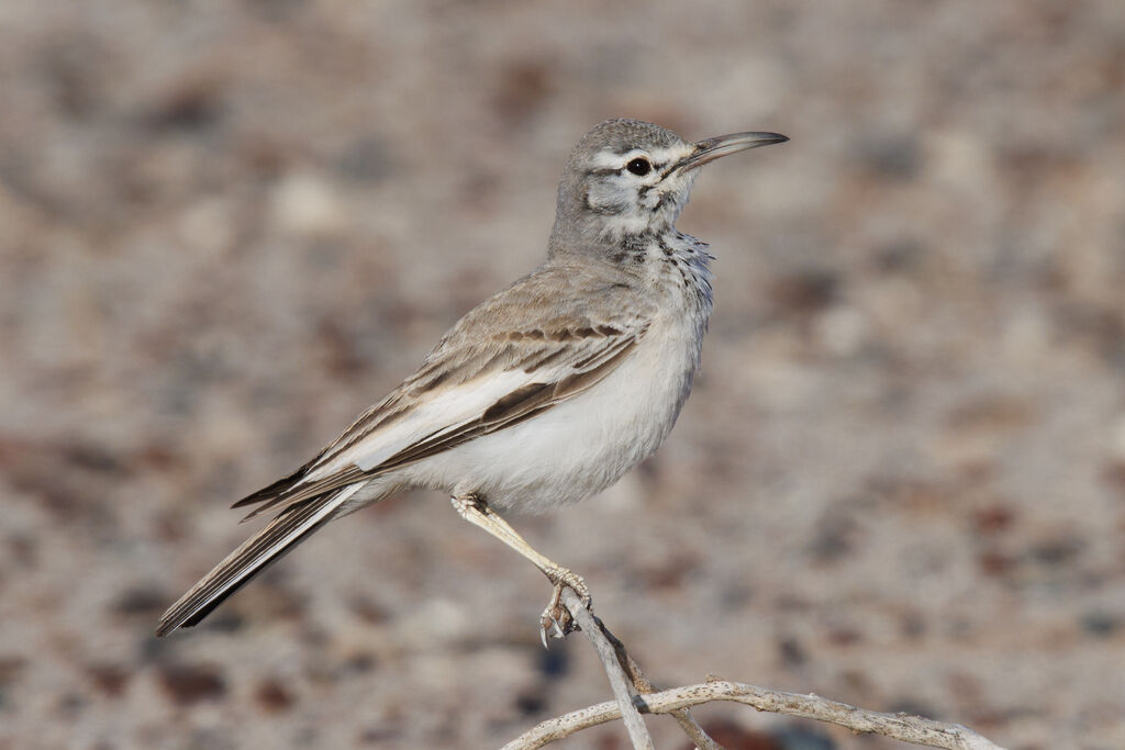 Greater Hoopoe-Lark