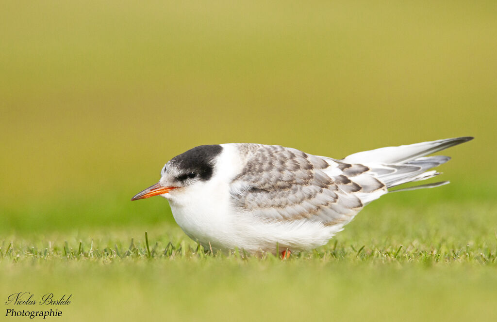 Arctic Ternjuvenile, identification, aspect