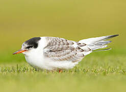 Arctic Tern